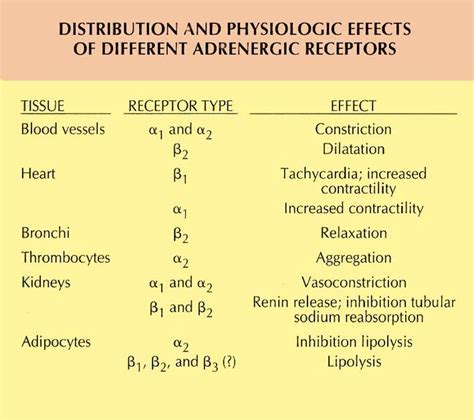 Adrenergic Receptors Pharmacology Nursing Adrenergic Receptors