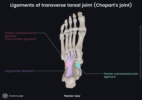 Transverse tarsal joint (Chopart's joint) | Encyclopedia | Anatomy.app ...