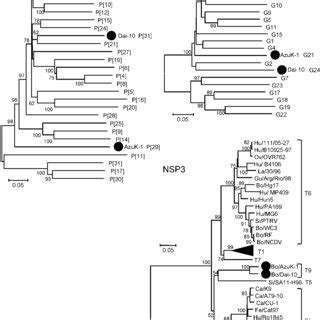 Phylogenetic Trees Based On The Fulllength Nucleotide Sequences Of Vp