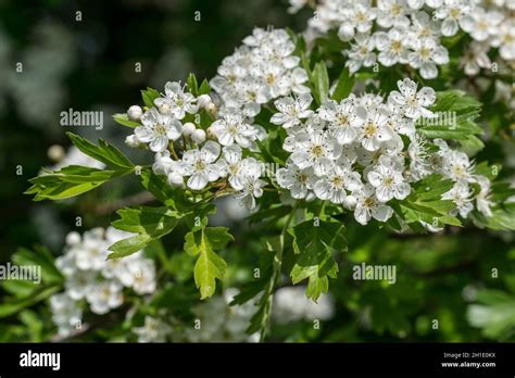 Crataegus Monogyna Absicherung Fotos Und Bildmaterial In Hoher