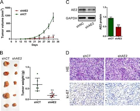 Knockdown Ae2 Inhibited Ovarian Cancer Cells Proliferation In Vivo Download Scientific Diagram