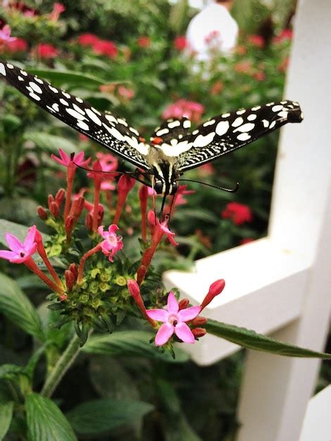 Premium Photo Close Up Of Butterfly On Pink Flowers