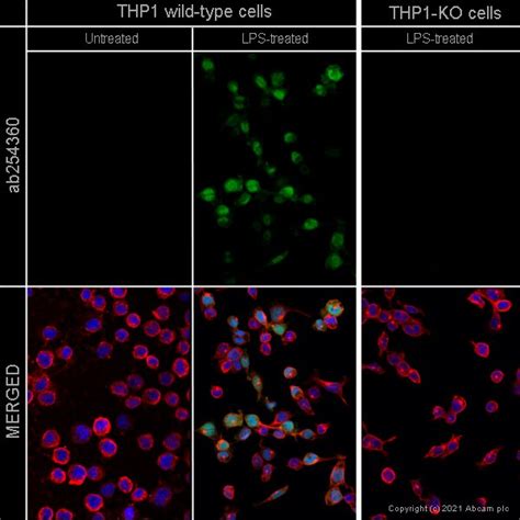 人il1b Knockout Thp 1 Cell Line Abcam中文官网