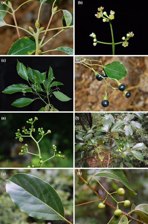 Morphology Of Cinnamomum Schaeff Ad Cinnamomum Camphora L J