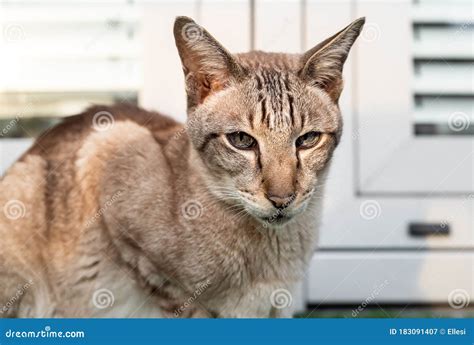 Portrait of Oriental Cat with Big Ears, Clear Eyes and Long Nose Stock ...