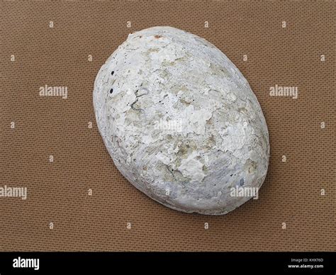 Haliotis iris shell Stock Photo - Alamy