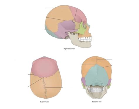 Label Cranial Sutures Quiz