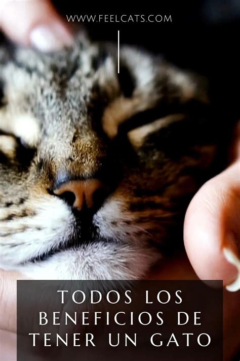 Beneficios De Tener Un Gato En Casa Artofit