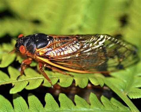 Rare Dual Emergence Of Cicadas Has Some People Buzzing ‘we Think Its