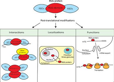 The Rgg Motif Proteins Interactions Functions And Regulations Pmc