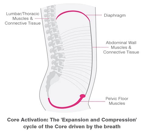 Pelvic Floor Pain and Pelvic Organ Prolapse: Debunking the Myth