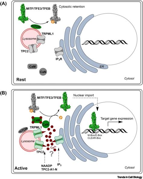 Crosstalk Between TPC2 And IP3R Regulates Ca2 Signals Trends In Cell