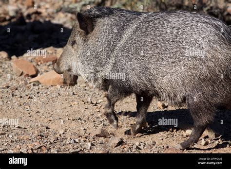 Javelina Arizona Hi Res Stock Photography And Images Alamy