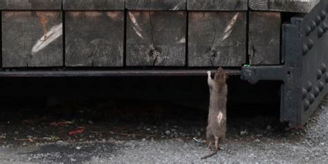 NYC plagued with large increase in rat sightings: report | Fox News