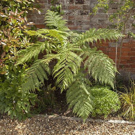 Tree Fern Dicksonia antarctica 17cm | YouGarden