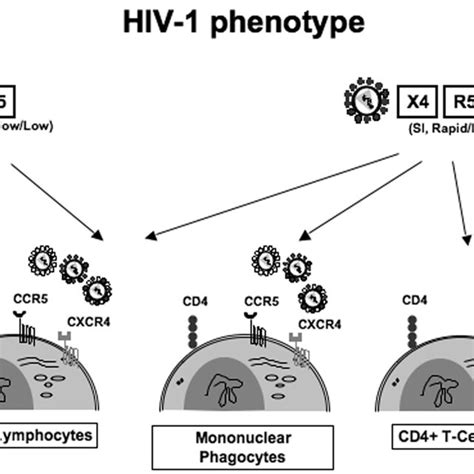 Hiv 1 Tropism R5 Viruses Replicate Efficiently In Primary Cd4 T