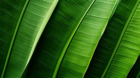 Captivating Patterns Of Banana Leaf Texture Background Green Nature