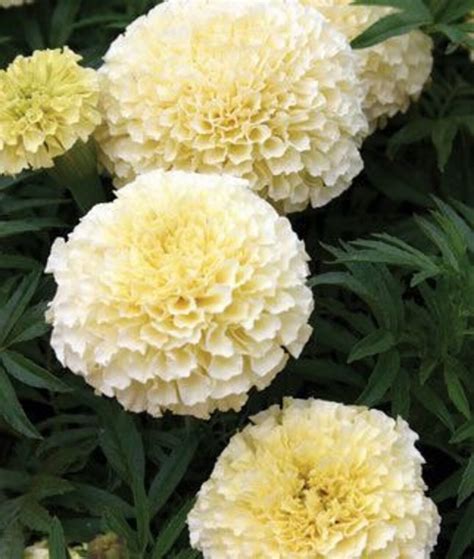 Marigold Eskimo Fully Double Creamy White Very Hardy 25 Organic Seeds Etsy Canada