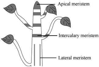 Grasses possess intercalary meristems that allow them to regrow if the apical meristems are cut off.