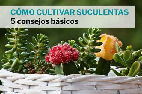 C Mo Cultivar Suculentas Consejos B Sicos Jard N De Suculentas