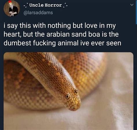 Thanks I Love The Arabian Sand Boa R Tili