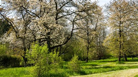 Frühling 23 292 L Bad Nauheim Hessen Germany Vitalij Sosna Flickr