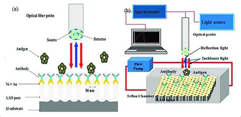 A Schematic For The Aao Based Lspr Biosensor Detect The Crp