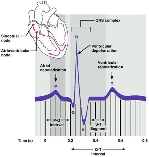 P Wave Electrocardiography Biology 2402 Gargan Flashcards 3