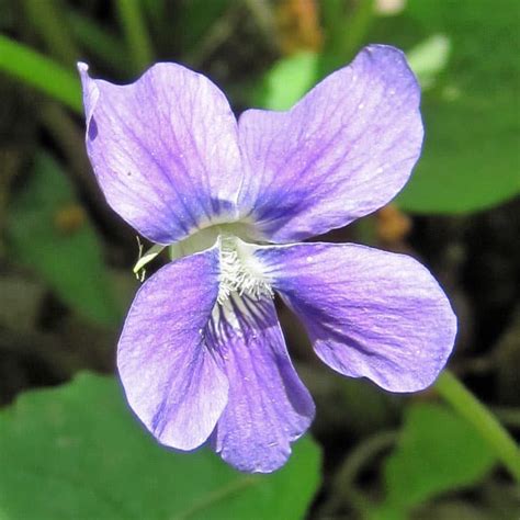 Common Blue Violet - Weekly Weeder #23