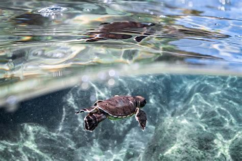 A baby Green sea turtle : r/underwaterphotography