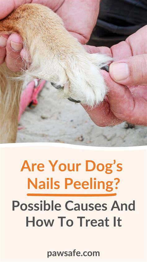 Are Your Dogs Nails Peeling Possible Causes And How To Treat It Dog