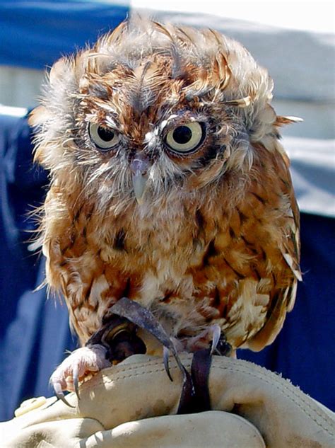 southern boobook owl  beautiful young boobook owl   flickr