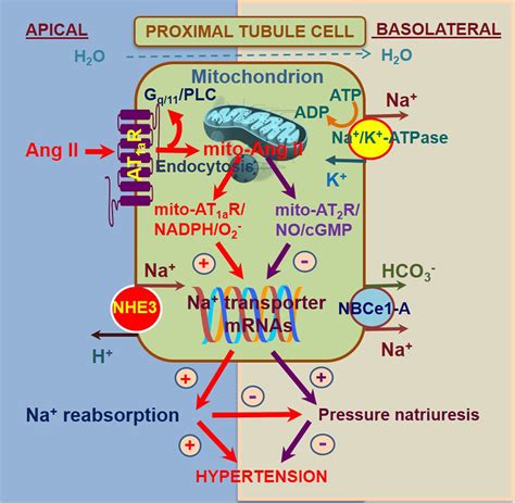 Evidence For A Physiological Mitochondrial Angiotensin II System In The