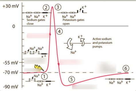 Grade 12 Biology Unit 4 Quiz 2 1 Diagram Quizlet