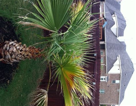 Mexican Fan Palm Tree Fronds Turning Yellow Brown