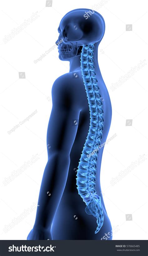 Human Body Spine Side View Xray Shutterstock