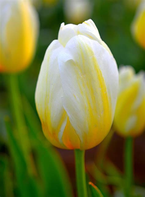 Closeup photo of yellow and white Tulip flower HD wallpaper | Wallpaper ...