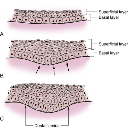 Orofacial Structures Ch 19 Dental Lamina And Enamel Organ Flashcards