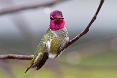 The 13 Types of Hummingbirds in Florida! (ID Guide + Photos)