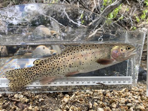 Native Trout Fly Fishing: Bonneville Cutthroat Trout