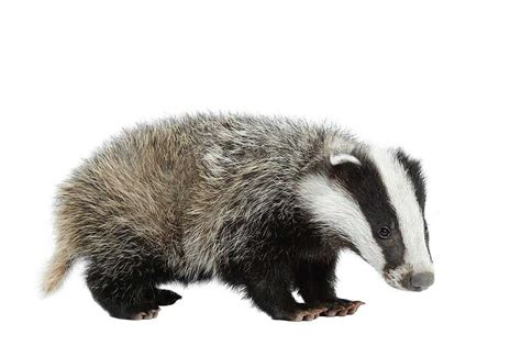 EUROPEAN BADGER: Everything You Need To Know!