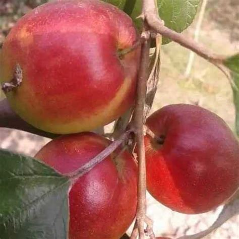 Cloud Farm Red Kashmiri Sinduri Apple Ber Plant Hybrid And Grafted Live