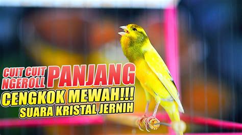 Pancingan Kenari Ngerol Durasi Panjang Nembak Rapat Jernih Bikin