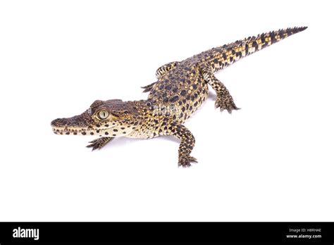 Cuban Crocodile Crocodylus Rhombifer Stock Photo Alamy