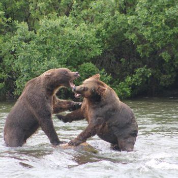 I M Bigger Than You 2023 Alaska Magazine Photo Contest Sponsored By