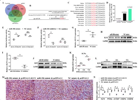 Klf Is The Mir Target Gene Functioning As An Activator Of