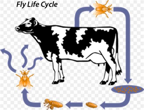 Dairy Cattle The Life Cycle Of A Cow Horn Fly, PNG, 914x706px, Dairy ...