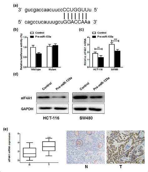 Eif4a1 Is A Direct Target Of Mir 133a In Colon Cancer A Human Eif4a1