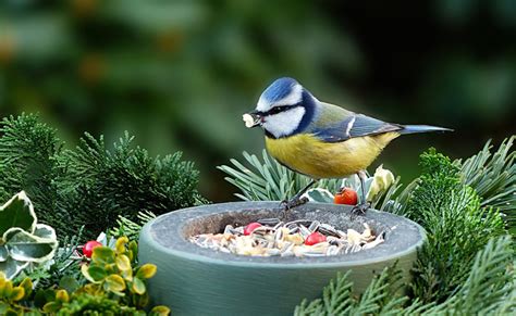 Ment Faire Mangeoire Pour Oiseaux Bios Pics