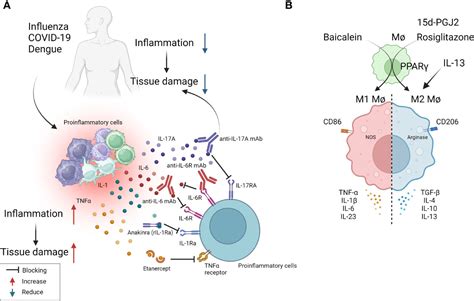 Frontiers Controlling Viral Inflammatory Lesions By 50 Off